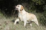 LABRADOR 754